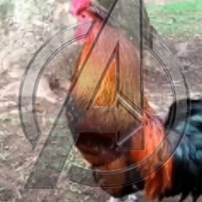 Joe Poulet
