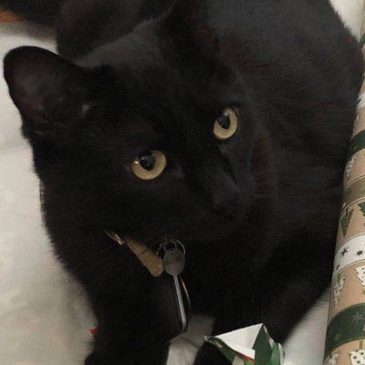 Blingthecat
