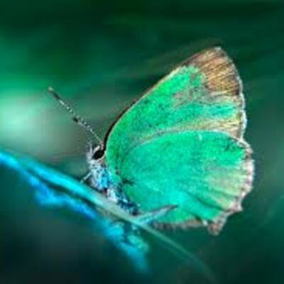 Emerald