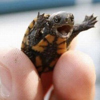 Smileyturtle