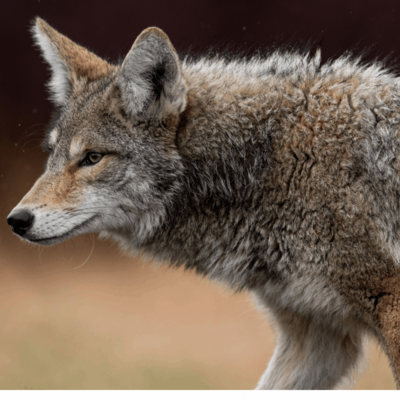 Coyote