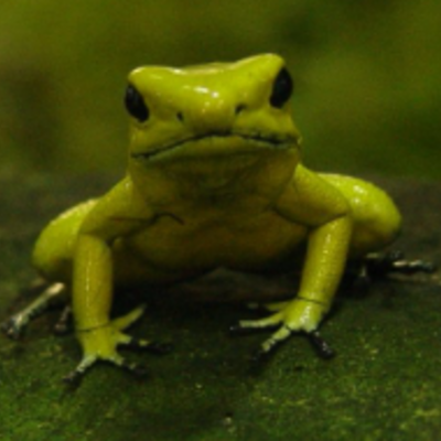 Frog_Love