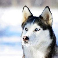 alexhuskykuv