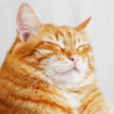 thatneighborhoodcat