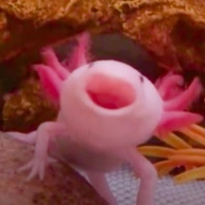 AxolotlBoop