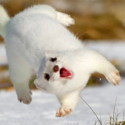 17 Weasels