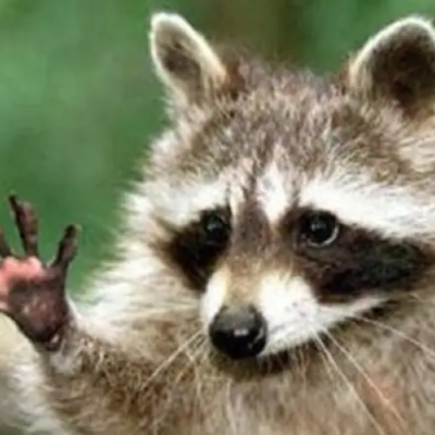 LokiTheRaccoon