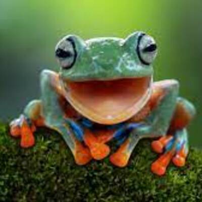 FrogsForLife!!!