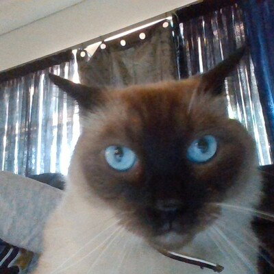 Catattack40