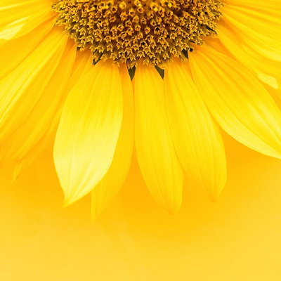 Sunflower_ori