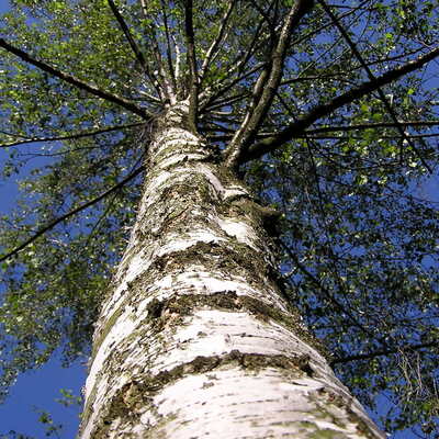 Spilledbirch