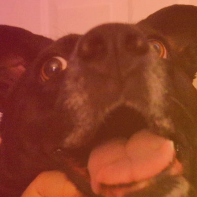 RocketDog
