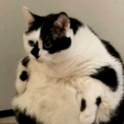 Dummy Cat