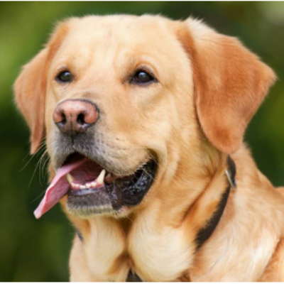 Labrador queen
