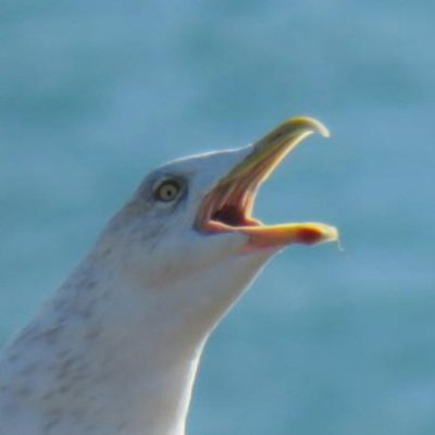 Verti Gull