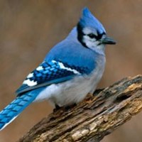 LittleBlueJ