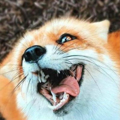 Vixen