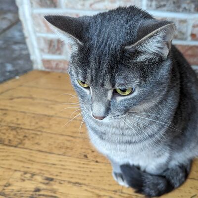 Soph the Loaf