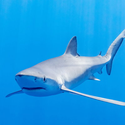 Blue_Shark72