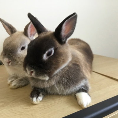 First Rabbit Chaos Animations