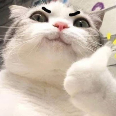 JazzCat