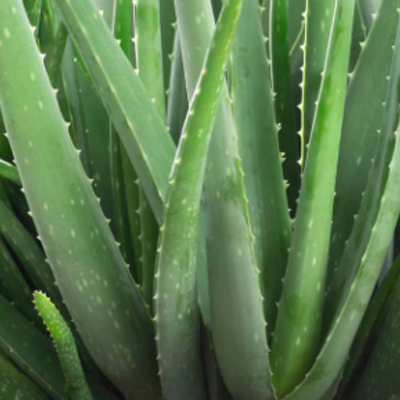 Aloe