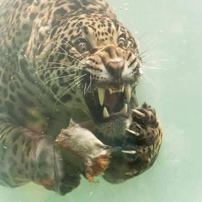 Beaviss420