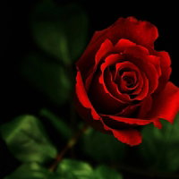 LilRed315
