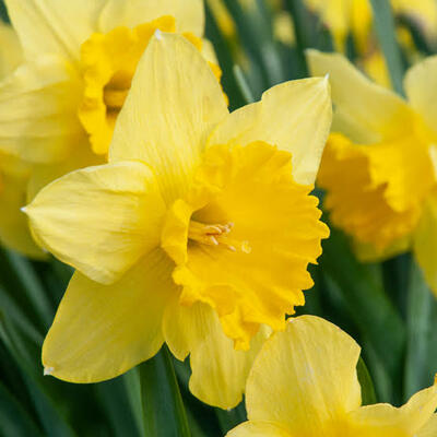 Dafi