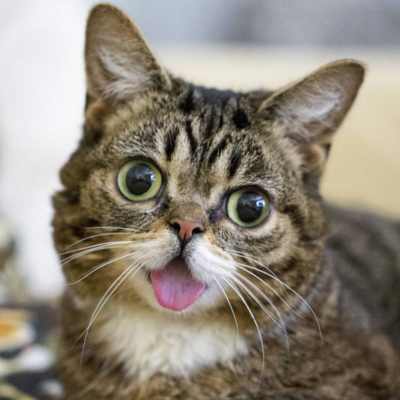 DerpMaster3000