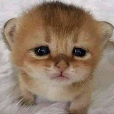 mae