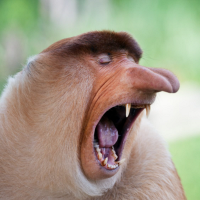 Shrigs