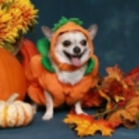 Pumpking