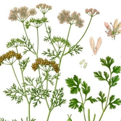 Coriander