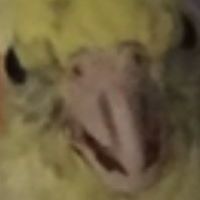 GremlinKaja