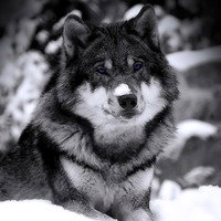 cryaoticwolf