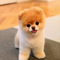 PuppyGirl_101