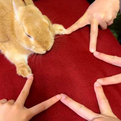 BunnyShaped
