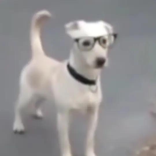 Ozzie