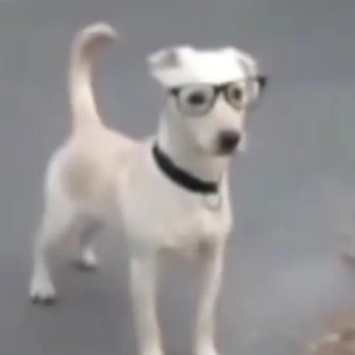 Ozzie