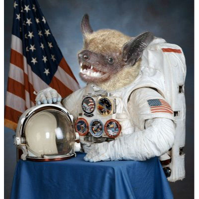 Spacebat17
