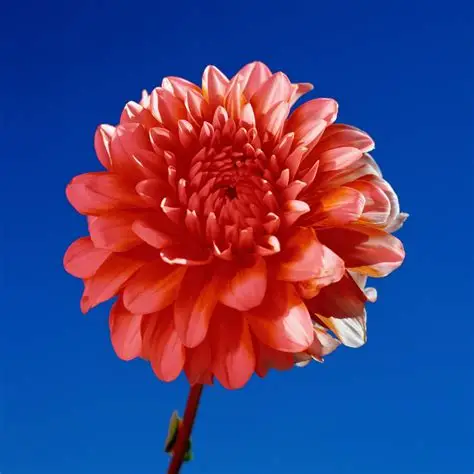Flower Love And Beauty