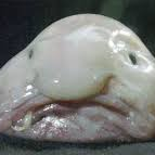Dug