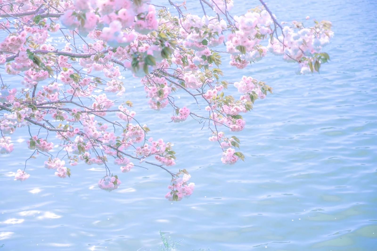 yuki
