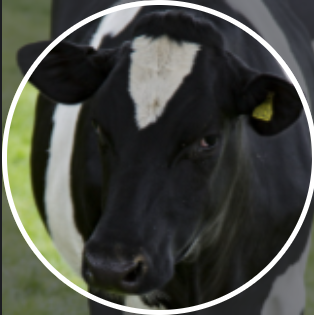 RoverCow