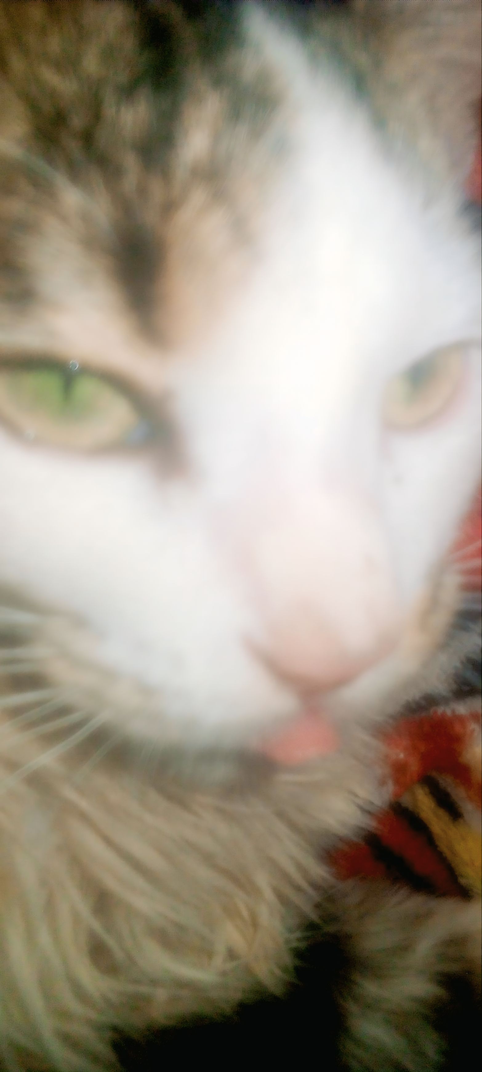 Alejandro
