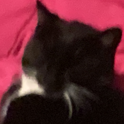 catinabox