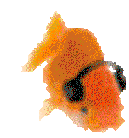 BiBi
