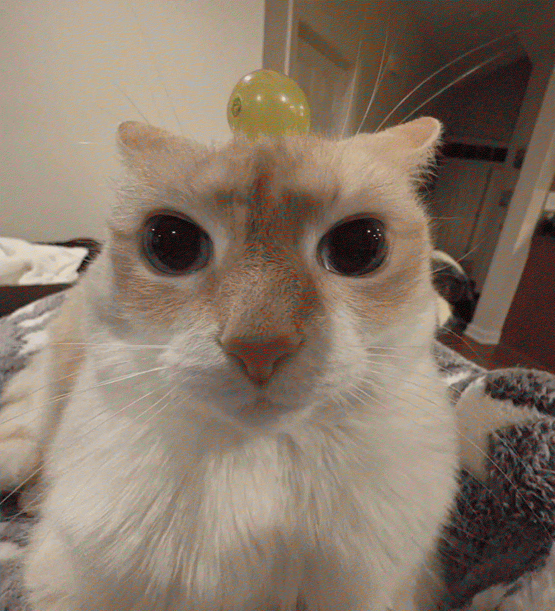 KZ