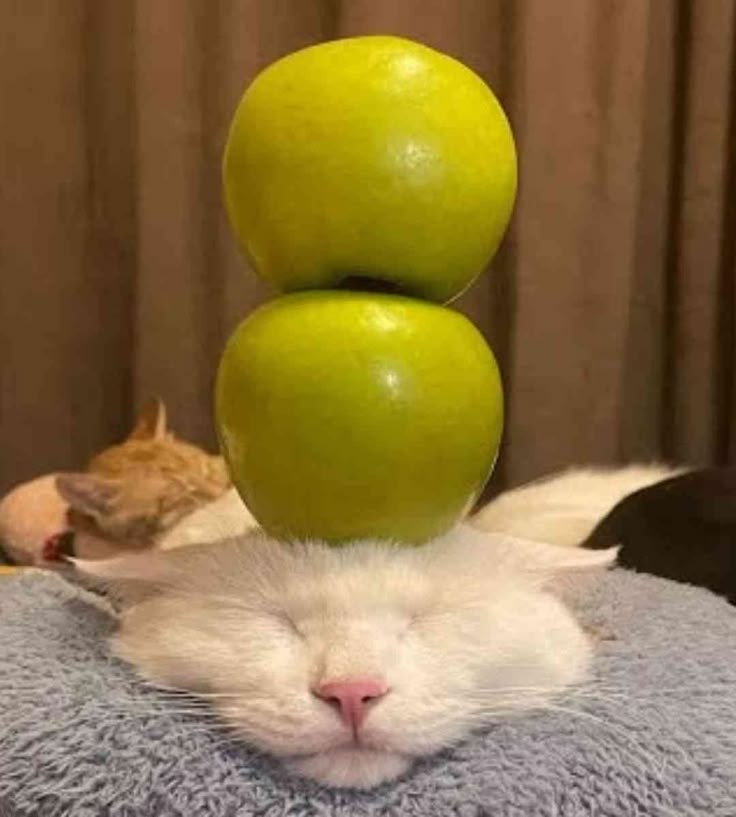 olivehatesolives